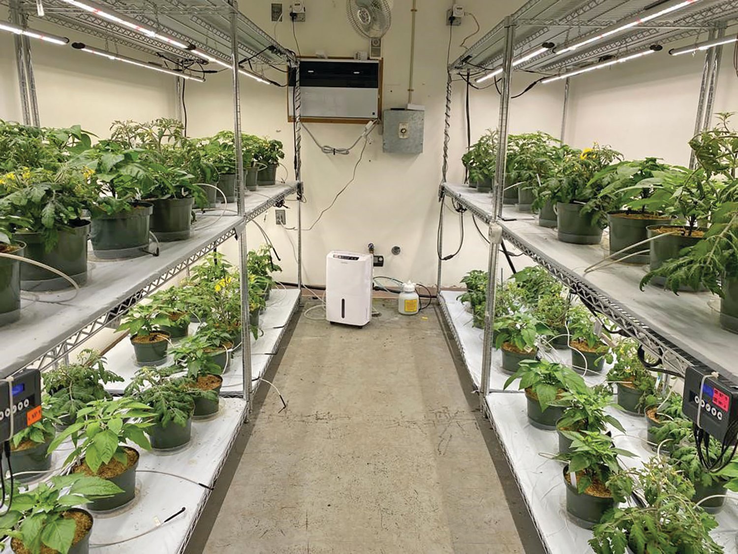 Mimicking indoor conditions, Celina Gómez, a UF/IFAS assistant professor of environmental horticulture, successfully grew several compact tomato cultivars. That’s a win for those who like to grow fruits and vegetables in their homes.